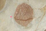 Massive, Plate of Paleocene Leaf Fossils - Glendive, Montana #189118-9